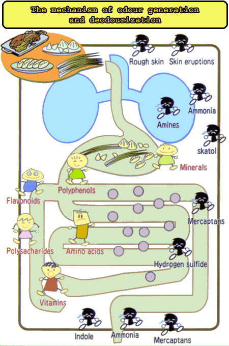 Mechanism of odour generation and deodourization