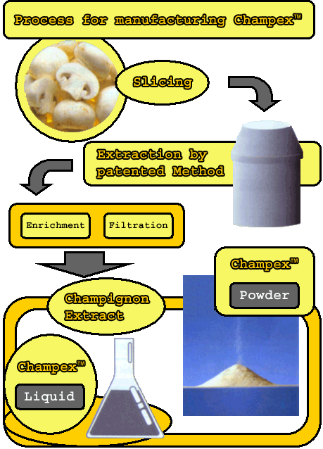 Champex manufacturing process from mushrooms